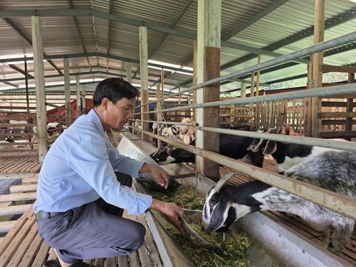 Trang trại nuôi dê theo hướng tuần hoàn của anh Trần Văn Phúc đem lại thu nhập khá, giảm ô nhiễm môi trường. Ảnh: HOÀNG LIÊN