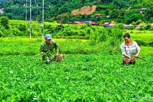 Lạc đỏ là một trong những sản phẩm OCOP đặc trưng của xã Na Son. Trong ảnh: Người dân bản Na Lanh, xã Na Son chăm sóc cây lạc.