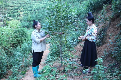 Mắc ca được kỳ vọng là cây xóa đói giảm nghèo mang lại thu nhập cao cho người dân xã Na Son trong thời gian tới.