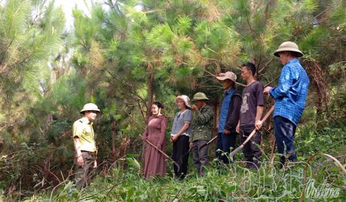 Kiểm tra rừng trồng ở bản Chế Phù, xã Si Pa Phìn.