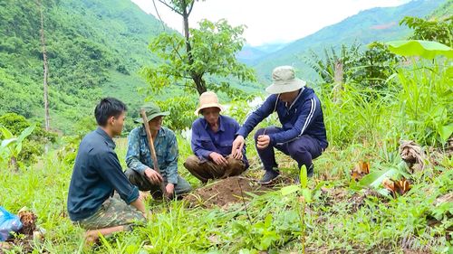 Kiểm tra rừng trồng ở bản Ma Thì Hồ xã Na Sang.