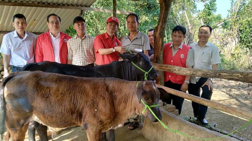 Trao bê giống hỗ trợ sinh kế cho người dân