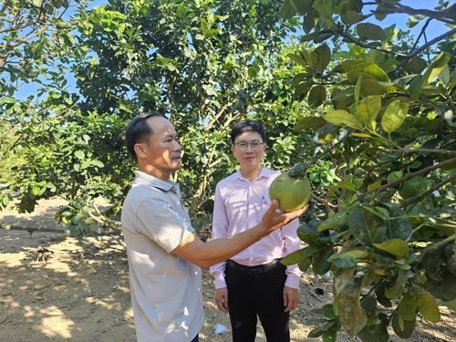 Ngoài chăn nuôi, anh Hoàng Văn Hiếu, phường Quảng Trị còn phát triển thêm mô hình trồng trọt - Ảnh: T.P