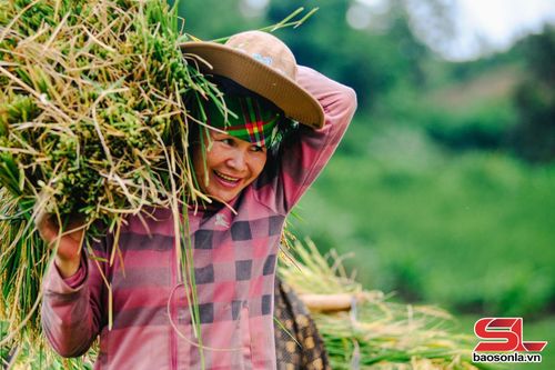 Niềm vui của nông dân khi vụ chiêm xuân cho năng suất cao.