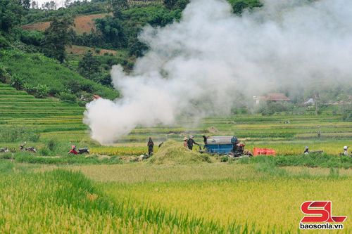 Không khí lao động khẩn trương trên cánh đồng bản Hùn trong mùa gặt lúa chiêm xuân.