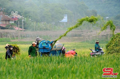 Máy tuốt lúa hoạt động trên cánh đồng, giúp giảm chi phí nhân công và nâng cao hiệu quả thu hoạch.