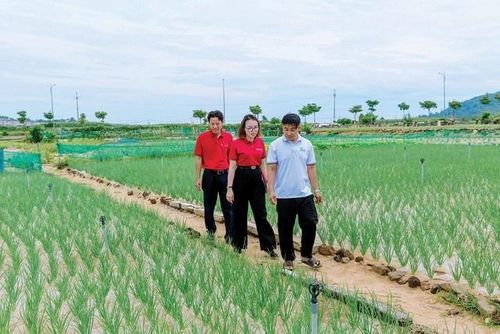  Anh Nguyễn Văn Nhật, Giám đốc Công ty TNHH Thương mại và Dịch vụ Phú Sinh (áo trắng) cùng nhân viên tín dụng Agribank đi thăm các ruộng hành đang vào vụ thu hoạch 