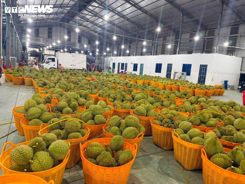 Sầu riêng vẫn là động lực chính thúc đẩy xuất khẩu rau quả của Việt Nam trong những tháng đầu năm 2026.