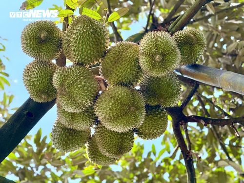 Nguồn cung sầu riêng tại Đông Nam Bộ và Tây Nguyên tăng nhanh khi nhiều vùng bước vào chính vụ thu hoạch.