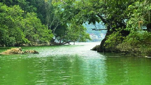 Những gốc cây cổ thụ ven hồ tạo nên vẻ đẹp huyền bí giữa không gian đại ngàn Đông Bắc. 
