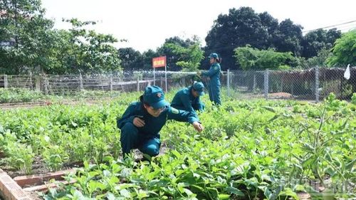 Chị em chăm sóc rau xanh trong khu tăng gia, góp phần nâng cao chất lượng bữa ăn, thể hiện tinh thần tiết kiệm, tự lực, tự cường trong công tác hậu cần.