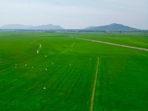 Ứng dụng drone trong canh tác lúa đang mở ra hướng đi mới cho nông nghiệp hiện đại tại TPHCM.