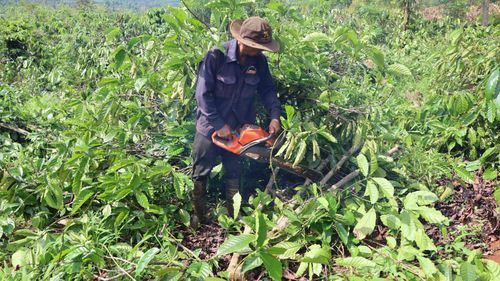  Người dân cắt hạ cà phê. Ảnh: HỮU PHÚC 