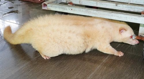  Chồn đột biến mới sinh có giá 70 triệu đồng/con, chồn trưởng thành giá hơn 100 triệu đồng/con, không đủ bán