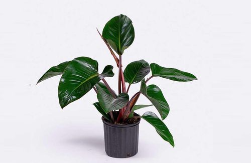 Trầu bà đế vương thường được chọn để đặt trong phòng thờ.
