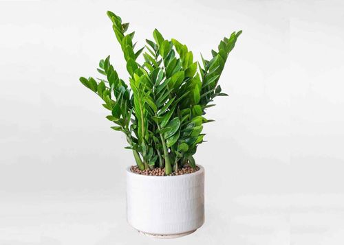 Kim tiền có dáng đứng thẳng, lá xanh bóng và theo quan niệm dân gian cây tượng trưng cho sự sung túc, thịnh vượng.