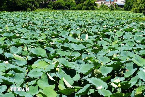 Cây và hoa sen trắng nở phủ kín mặt hồ Tịnh Tâm trong Kinh thành Huế. (Ảnh: Nguyên Lý/TTXVN)