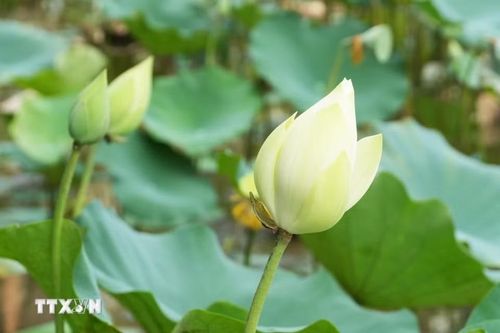 Trên các mặt hồ, hàng ngàn đóa hoa sen trắng đồng loạt bung nở phủ lên màu thanh khiết, tạo nên bức tranh vừa thơ mộng vừa mang vẻ đẹp kín đáo, tinh khôi và tao nhã của xứ Huế. (Ảnh: Nguyên Lý/TTXVN)