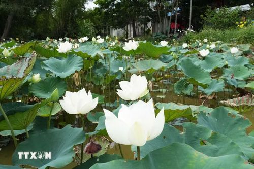 Hoa sen trắng trên hồ ở cánh đồng Bàu Vá, phường Thủy Xuân, thành phố Huế. (Ảnh: Nguyên Lý/TTXVN)