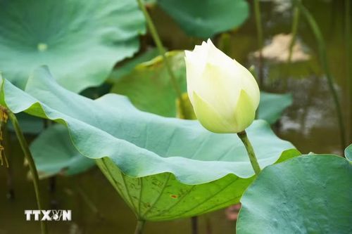 Hoa sen trắng trên hồ ở cánh đồng Bàu Vá, phường Thủy Xuân, thành phố Huế. (Ảnh: Nguyên Lý/TTXVN)