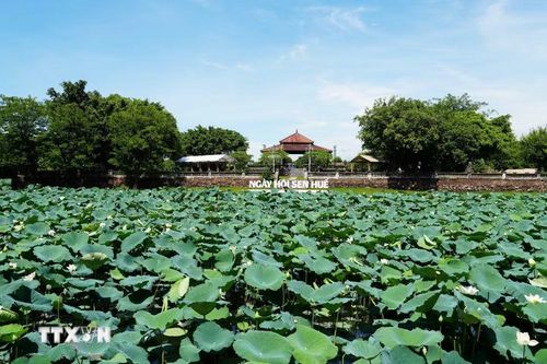 Cây và hoa sen trắng nở phủ kín mặt hồ Tịnh Tâm trong Kinh thành Huế. (Ảnh: Nguyên Lý/TTXVN)