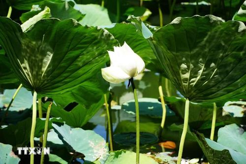 Hoa sen trắng ở hồ Tịnh Tâm trong Kinh thành Huế. (Ảnh: Nguyên Lý/TTXVN)