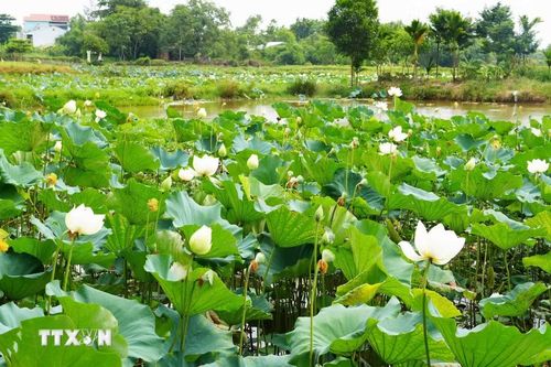 Hoa sen trắng trên hồ ở cánh đồng Bàu Vá, phường Thủy Xuân, thành phố Huế. (Ảnh: Nguyên Lý/TTXVN)