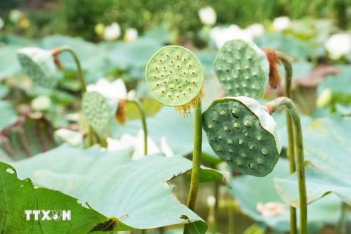 Đài của hoa sen trắng trên hồ ở cánh đồng Bàu Vá, phường Thủy Xuân, thành phố Huế. (Ảnh: Nguyên Lý/TTXVN)