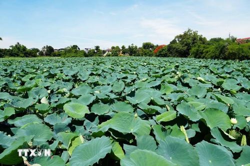 (Ảnh: Nguyên Lý/TTXVN)