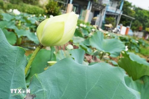 Hoa sen trắng trên hồ ở cánh đồng Bàu Vá, phường Thủy Xuân, thành phố Huế. (Ảnh: Nguyên Lý/TTXVN)