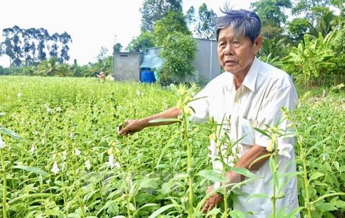 Ông Mai Tấn Phước (phường Mỹ Thới, An Giang) kiểm tra sự phát triển của cây mè trên diện tích đất luân canh sau vụ lúa. Ảnh: Thanh Sang-TTXVN