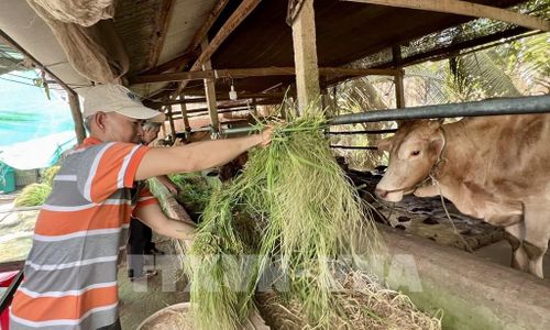 Ông Trần Thanh Vũ (phường Bình Đức, An Giang) chăm sóc đàn bò thương phẩm của gia đình. Ảnh: Thanh Sang-TTXVN