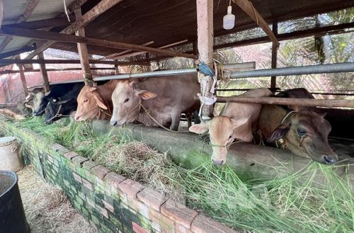 Nông dân phường Bình Đức, An Giang tận dụng nguồn cỏ trồng và phụ phẩm nông nghiệp làm thức ăn cho bò, góp phần giảm chi phí chăn nuôi. Ảnh: Thanh Sang-TTXVN