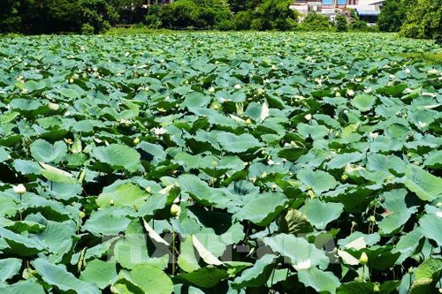 Cây và hoa sen trắng nở phủ kín mặt hồ Tịnh Tâm trong Kinh thành Huế. Ảnh: Nguyên Lý - TTXVN