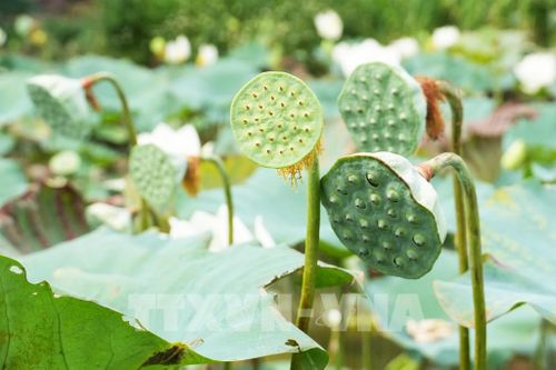 Đài của hoa sen trắng trên hồ ở cánh đồng Bàu Vá, phường Thủy Xuân, thành phố Huế. Ảnh: Nguyên Lý - TTXVN