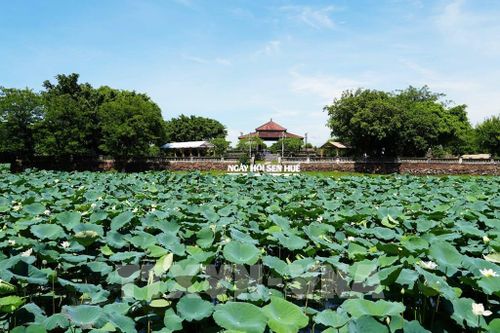 Cây và hoa sen trắng nở phủ kín mặt hồ Tịnh Tâm trong Kinh thành Huế. Ảnh: Nguyên Lý - TTXVN