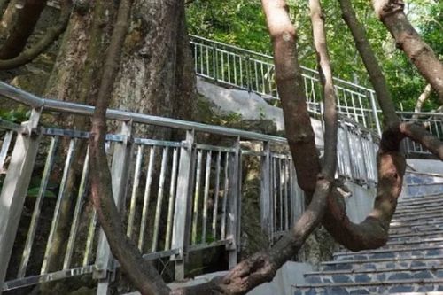 Trước cửa động Từ Thức có một cây gắm lâu đời, thân dây quấn quanh cây thị cổ, vắt ngang lối đi tạo nên những chiếc võng đung đưa trong gió. Theo truyền thuyết đây là nơi tiên giáng trần vui đùa vào mỗi buổi chiều.