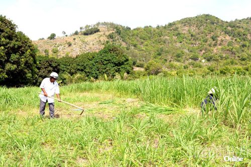 Vợ chồng ông Mang Diên chăm sóc ruộng cỏ voi xanh tốt.