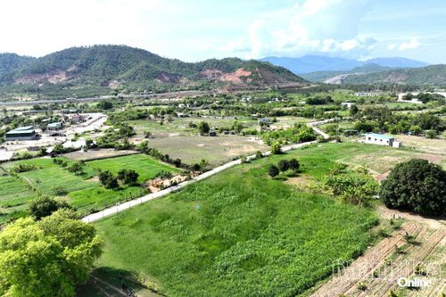 Những ruộng cỏ voi phủ xanh vùng đất bạc màu, bỏ hoang tại thôn Thịnh Sơn (xã Nam Cam Ranh).