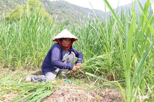 Người dân thôn Thịnh Sơn (xã Nam Cam Ranh) thu hoạch cỏ voi.