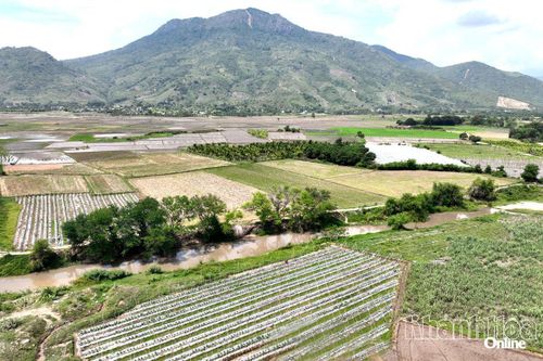 Vùng đất bạc màu thôn Suối Môn (phường Ba Ngòi) hồi sinh nhờ áp dụng khoa học, công nghệ trong trồng trọt.