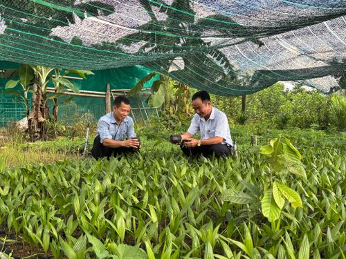 Kiểm tra chất lượng cây giống