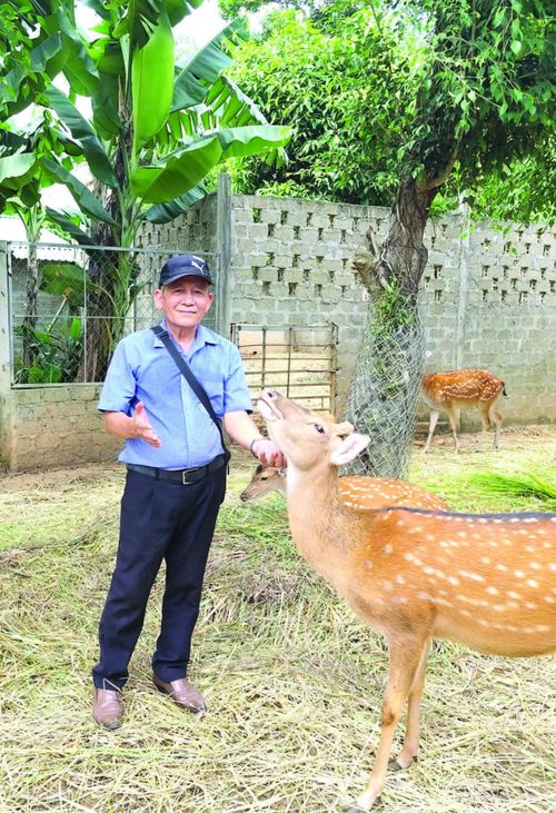 Hươu sao dễ nuôi là rất hiền lành, thân thiện.