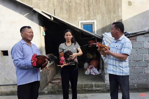 Nhờ chăm sóc tốt nên đàn gà của chị Trần Thị Châu (đứng giữa) phát triển tốt, có những con gà trống nặng gần 4,3 kg.