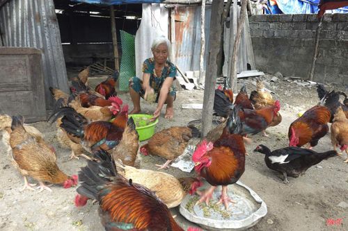 Đàn gia cầm được hỗ trợ không chỉ là nguồn sinh kế mà còn là tài sản tích góp quan trọng của gia đình bà Hương.