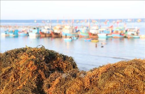 Những mẻ rong mơ người dân làng chài mới thu hoạch đem về bờ.