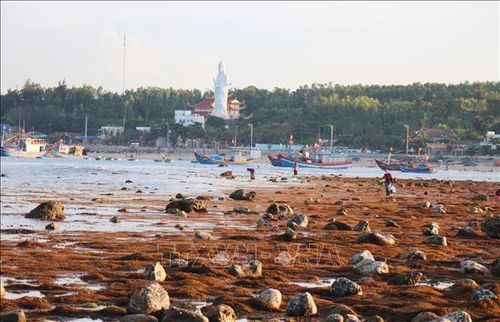 Những ngày triều kiệt, những bãi đá, thảm rong biển lộ diện tạo nên bức tranh rực rỡ cho làng chài Phước Thiện.