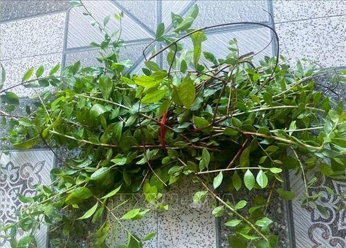 Lá móng, nguyên liệu chính để nhuộm móng tay cho trẻ em trong dịp Tết Đoan Ngọ của người dân các làng biển xã Diễn Châu (Nghệ An). Ảnh: TTXVN phát
