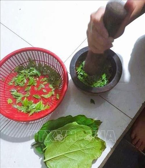 Giã lá móng bằng cối, chày gỗ để lá móng nát nhỏ, dùng để đắp từng nhúm lên các móng tay của trẻ nhỏ, sau đó bọc kín bằng lá vông hoặc lá cây cà pháo, lá dâu tằm hoặc lá chuối non. Ảnh: TTXVN phát