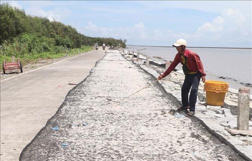 Con ruốc sau khi được khai thác sẽ được ngư dân phơi nắng, sơ chế.